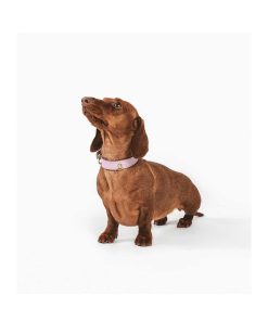 Pasear Branni Pets Collares De Piel | Collar Cuero Perro Juno Lavanda