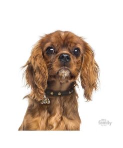 Pasear My Family Razas | Chapa Perro Friends Cavalier King Ruby