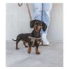 Pasear B de Bruno Arneses De Nylon | Arn S Perro Urban Harry'S