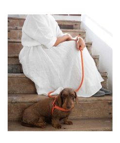 Pasear Due punto Otto - Design for Dogs Correas De Piel | Correa Cuero Para Perros - Ferdinando Naranja