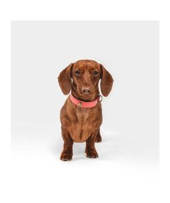 Pasear Branni Pets Collares De Piel | Collar Cuero Perro Juno Coral