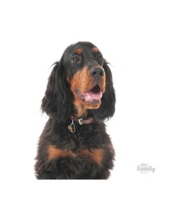 Pasear My Family Razas | Chapa Perro Friends Gordon Setter