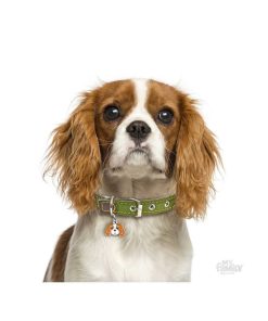 Pasear My Family Razas | Chapa Perro Friends Cavalier King Blenheim